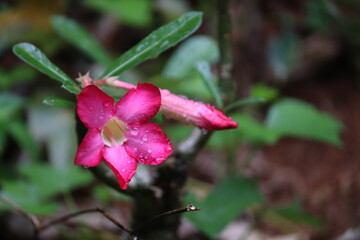 Close-up of a vibrant pink desert rose flower with water drops on its petals and a bud