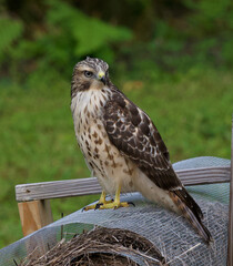 Gorgeous hawk looking off into the distance