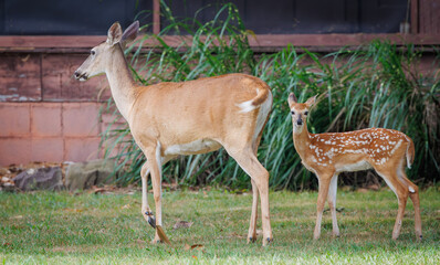 Whitetail Doe and fawn together at a wildlife sanctuary in Rome Georgia.