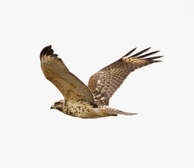 Profile of beautiful hawk in flight