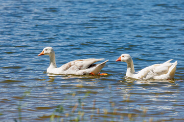 White Greylag geese pair swimming in a lake in Rome Georgia.