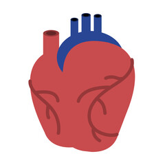anatomisches Herz - farbiges Icon