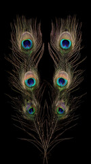 Obraz premium Peacock Tail Feathers Arranged Symmetrically