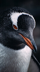 Naklejka premium Penguin Close Up Macro Photography High Contrast