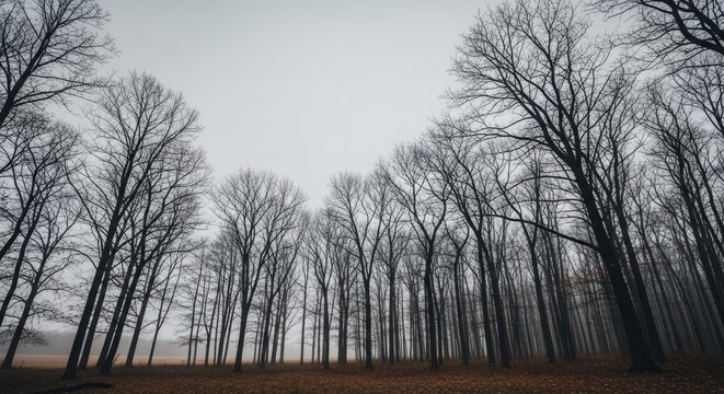 Misty autumn forest with bare trees and overcast sky in tranquil landscape - Powered by Adobe