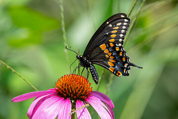 Black swallowtail butterfly feeding on an Echinacea flower. Also known as Papilio polyxenes, it is found throughout much of North America. It is the state butterfly of Oklahoma and New Jersey.