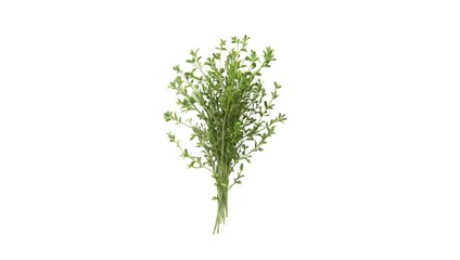 Naklejka premium A Minimal thyme on a blank canvas—nature’s detail in quiet focus.