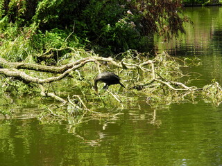 Ein Kormoran sitzt auf einem gefallenen Baum im Wasser