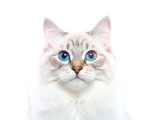 cats transparency png photo background