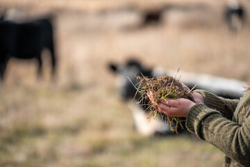 farmer holding soil in hands, monitoring plant health, regenerative organic farming, and field while also studying soil samples and plant growth in a farm. practicing sustainable agriculture