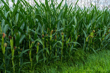 Obraz premium corn