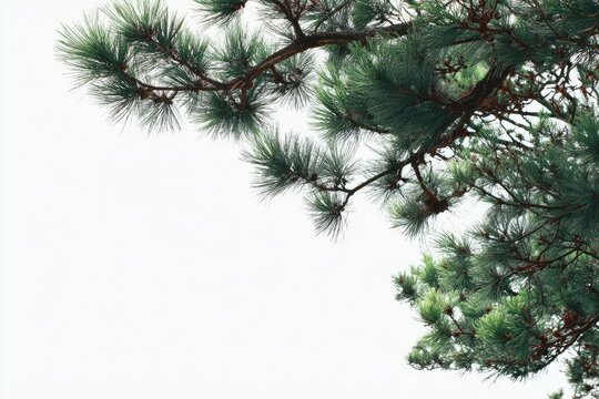 Pine tree branches reaching upward against a bright white sky