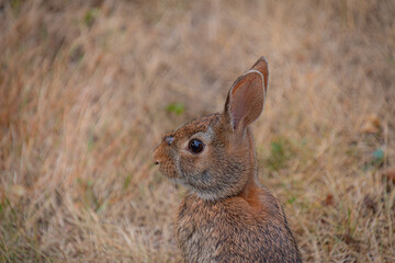 Hare in the Canadian wilderness in the province of Ontario