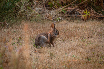 Hare in the Canadian wilderness in the province of Ontario
