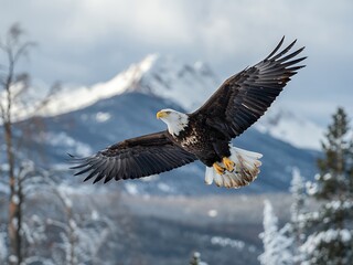 Bald Eagle Flying Over Snowy Mountains bird flight