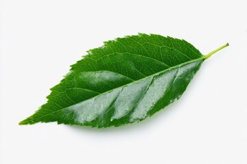 Obraz premium Close-up of a single, vibrant green leaf