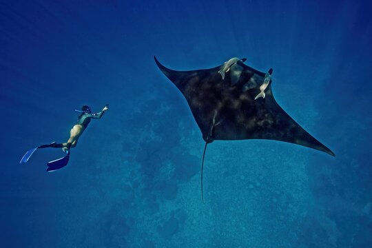 Giant Manta ray (mobula birostris) and free diver in the Sea of Cortez (Mexico)