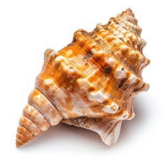 Fototapeta premium Close-up of a spiral seashell, light beige and orange, intricate patterns, isolated on white