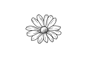 Black and white outline drawing of a single isolated flower daisy drawn by hand on a white background	