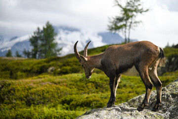 Wild ibex in the French Alps on rocky mountain terrain. Alpine wildlife, mountain goat, high altitude nature.