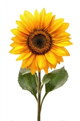 Close-up of a vibrant sunflower