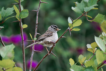 Adult white-crowned sparrow (Zonotrichia leucophrys)