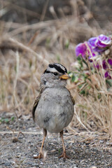 Adult white-crowned sparrow (Zonotrichia leucophrys)
