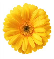 Obraz premium Close-up of a vibrant yellow gerbera daisy