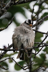 Adult white-crowned sparrow (Zonotrichia leucophrys)