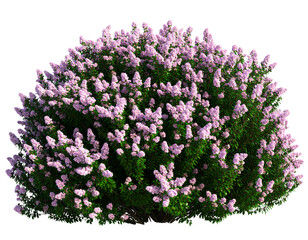 Realistic 3D Rendered Flowering Shrub with Pink Blossoms and Lush Green Leaves, Front View, Isolated PNG