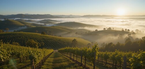  Napa Valley Morning A Classic California Vineyard Scene