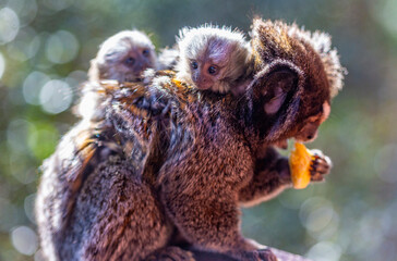 Sagui ou mico Callithrix Penicillata com filhotes