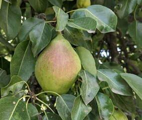 A ripe pear hangs from a branch among thick green leaves. Its skin is delicate, with a pink blush. It waits for the right moment to reveal its sweet taste