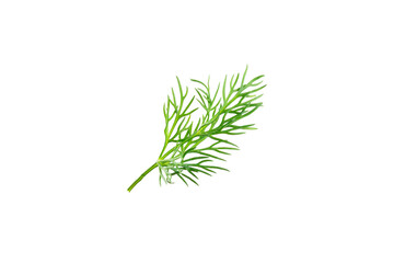 Naklejka premium Dill isolated on white background. Fresh organic greens. Dill plantation. Dill leaves. Bunch of spring young dill. Vitamins. Fiber. Aromatic culinary spice.