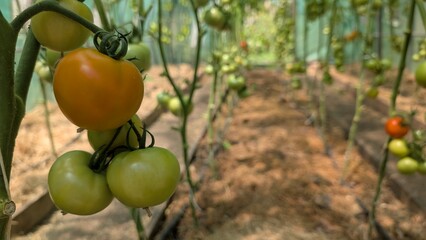 Ripe and Unripe Tomatoes in a Greenhouse Setting, showcasing the diversity of these crops