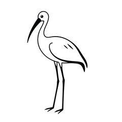 Vector illustration of ibis bird illustration isolated on white background