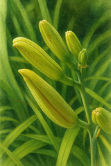 Fototapeta premium 日本で夏にヤブカンゾウがオレンジ色の花を咲かせています