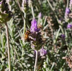 Abeja sobre una flor 