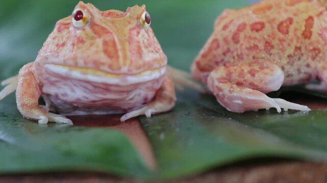 Two Wide mouth or Argentine horned frog (Ceratophrys ornata) or albino pacman frog with orange color on a green leaf.