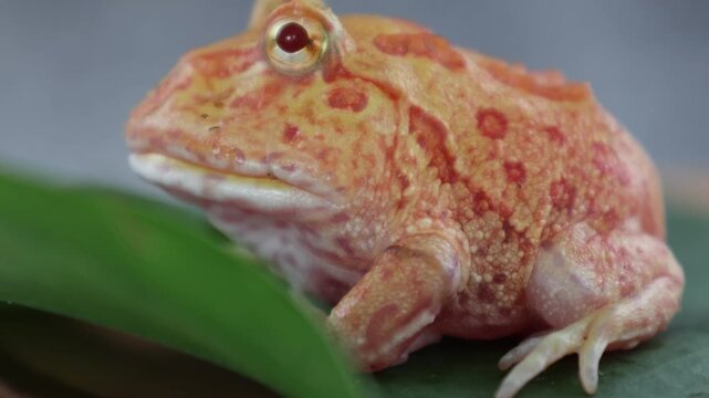 Wide mouth or Argentine horned frog (Ceratophrys ornata) or albino pacman frog with orange color on a green leaf.