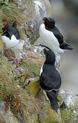 Pingouin torda, Petit Pingouin
Alca torda, Razorbill, nid