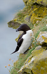 Pingouin torda, Petit Pingouin
Alca torda, Razorbill