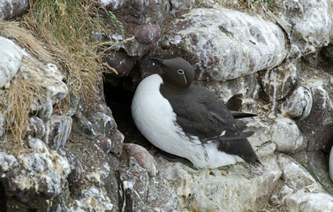 Guillemot de Troïl, forme bridé, Guillemot marmette,Uria aalge, Common Murre, nid