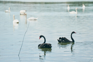Two black swans swim in a calm lake with a group of white swans in the background.
