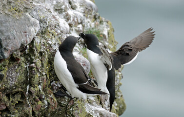 Fototapeta premium Pingouin torda, Petit Pingouin Alca torda, Razorbill,