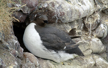 Guillemot de Troïl, forme bridé, Guillemot marmette,Uria aalge, Common Murre, nid