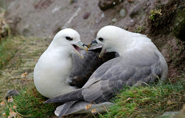 Fulmar boréal,  Pétrel fulmar, Nid, Fulmarus glacialis, Northern Fulmar