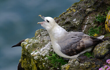 Fulmar boréal,  Pétrel fulmar, Nid, Fulmarus glacialis, Northern Fulmar, Guillemot de Troïl, Guillemot marmette,Uria aalge, Common Murre