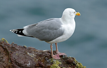 Goéland argenté,Larus argentatus, European Herring Gull