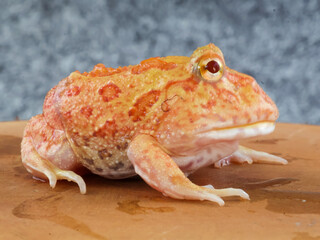 Wide mouth or Argentine horned frog (Ceratophrys ornata) or albino pacman frog with orange color on a tree trunk.